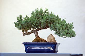 Juniper Bonsai