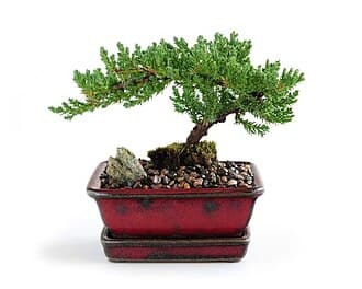 Dwarf Japanese Garden Juniper Bonsai