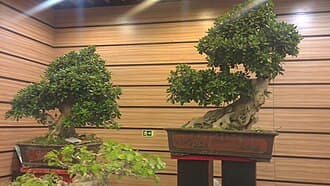 Gnarled Ficus Informal Upright Bonsai