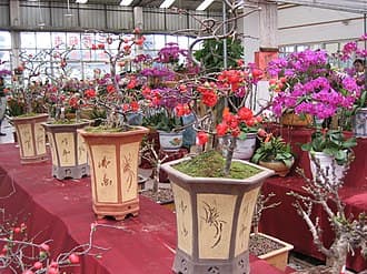 Flowering Quince Bonsai
