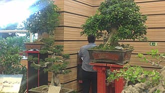 Mature Chinese Banyan Bonsai