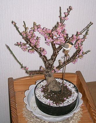 Flowering Ume Bonsai