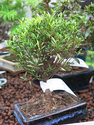 Common Myrtle Bonsai
