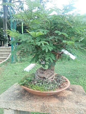 Albizia Lebbeck Bonsai