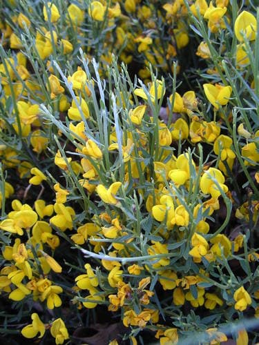 Pyrenean Broom