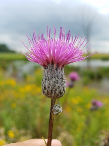 Swamp Thistle Flower