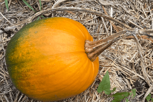American Pumpkin