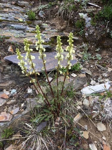 curved-beak lousewort