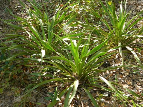 Twisted-leaf Yucca