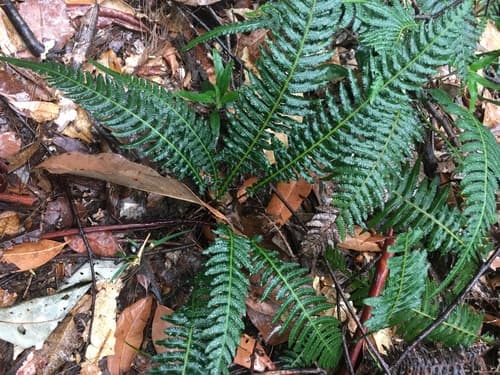 Prickly Rasp fern
