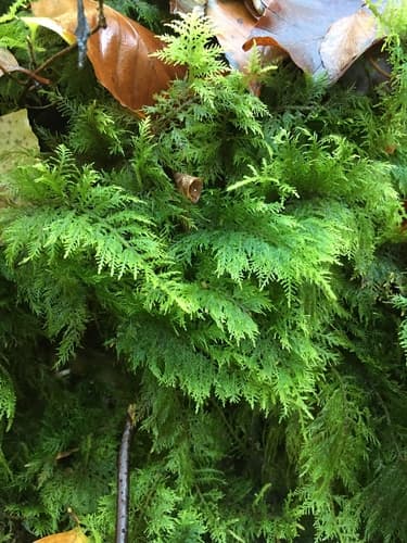 Common Tamarisk-moss