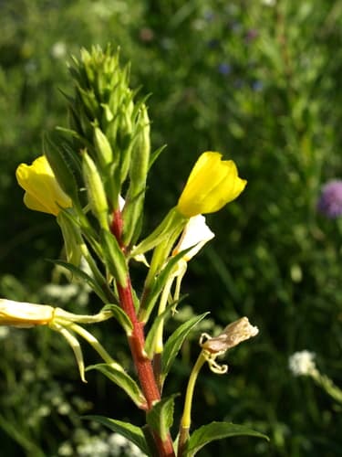 Red-stalked evening primrose