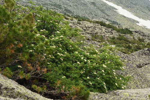 Siberian Mountain Ash Bonsai Potential