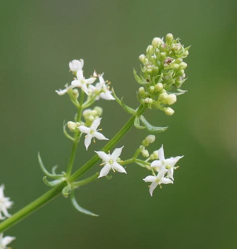 Shiny bedstraw