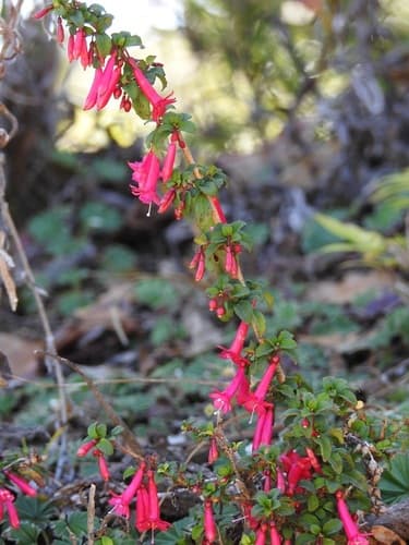 Small leaf fuchsia