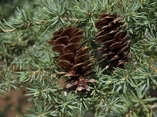 Mountain Hemlock Bonsai