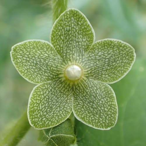 Pearl Milkweed Flower