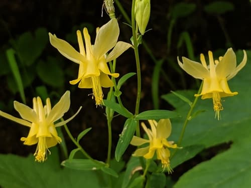 Yellow Columbine