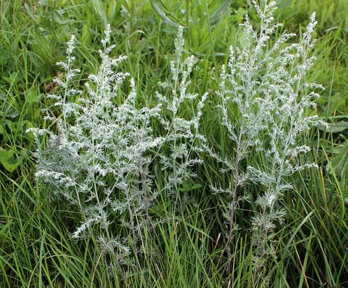 Austrian Mugwort Bonsai