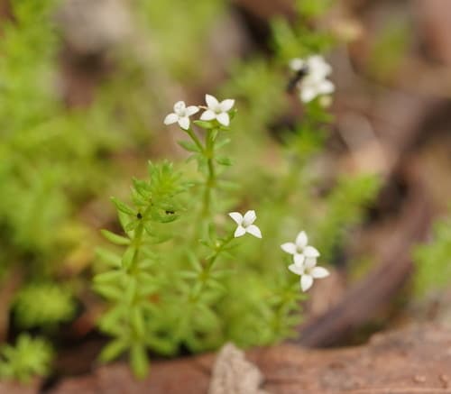 Common Woodruff Bonsai