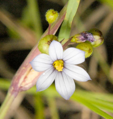 white blue-eyed grass