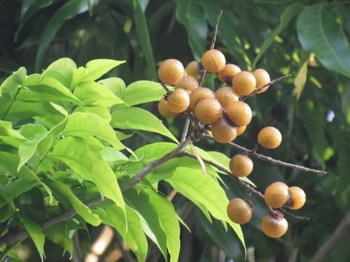 Wingleaf Soapberry Bonsai