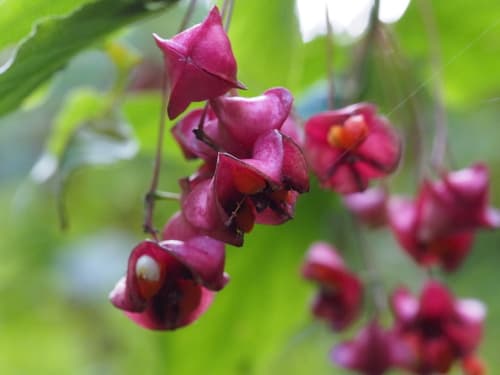 Large-leaved Spindle
