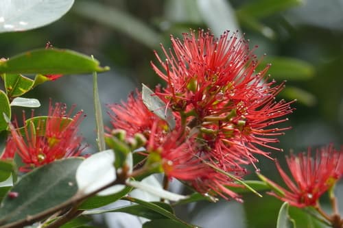 Northern Rātā Bonsai