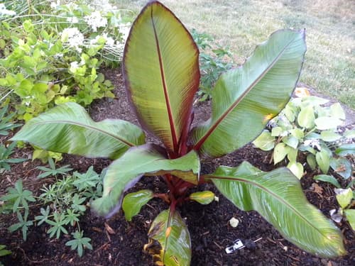 Abyssinian banana