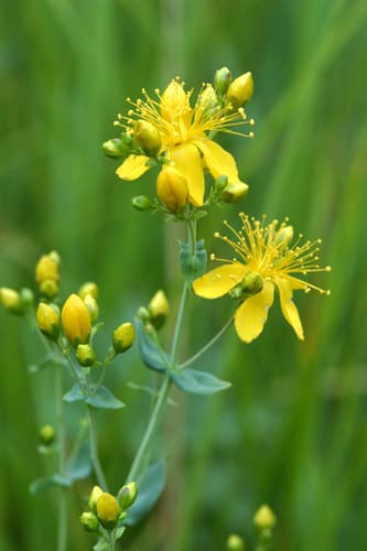 Scouler's St. John's wort