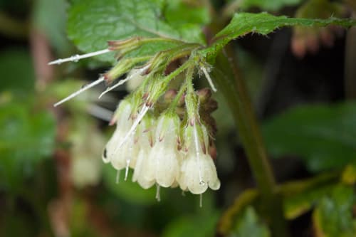 Creeping Comfrey