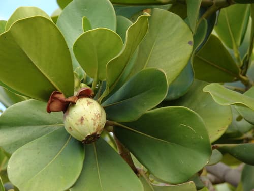 Autograph Tree Bonsai