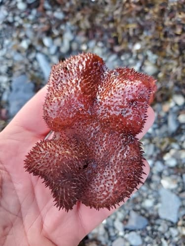 Turkish Towel Bonsai