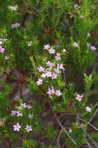 Pink Breath of Heaven