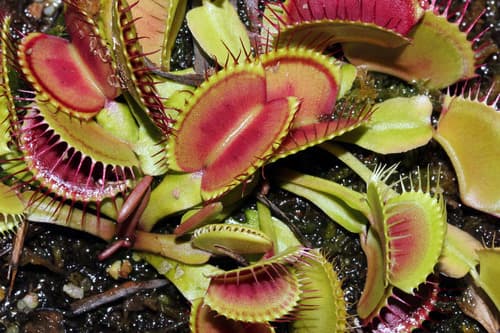 Venus Flytrap