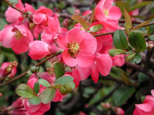 Chinese quince