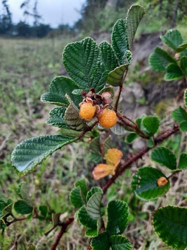 Yellow Himalayan Raspberry Bonsai