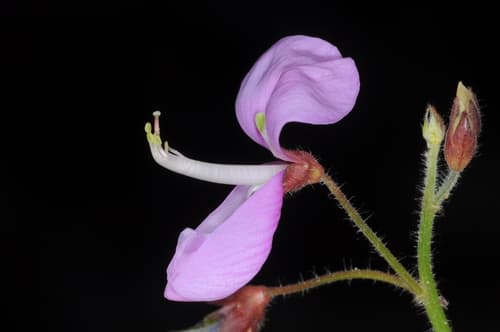 Silverleaf Desmodium