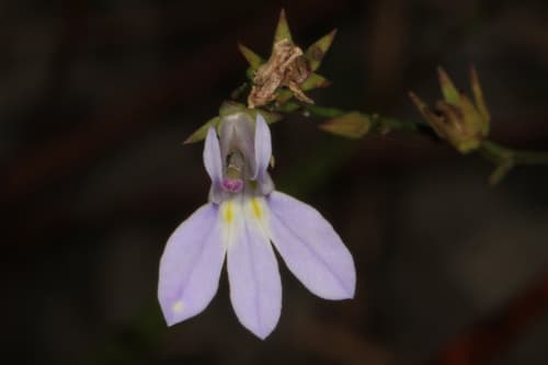 Nuttall's Lobelia