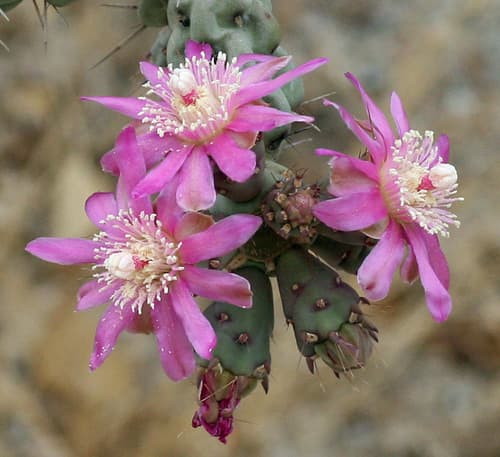Chain-link Cholla