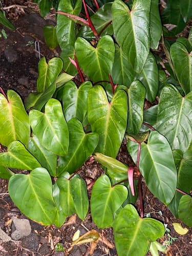 Blushing Philodendron
