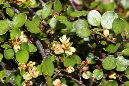 Creeping Wire Vine Bonsai