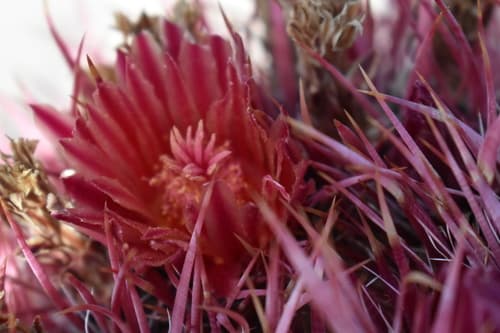 Fire Barrel Cactus