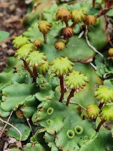 Bonfire Liverwort