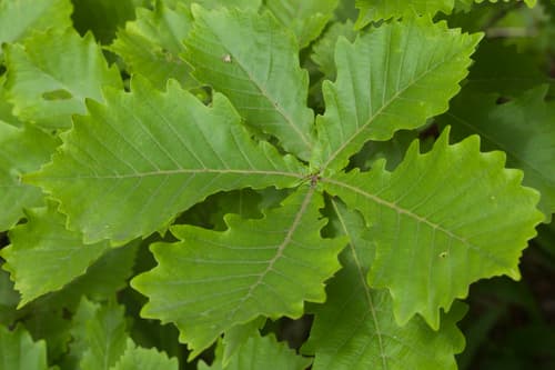 Mongolian Oak Bonsai