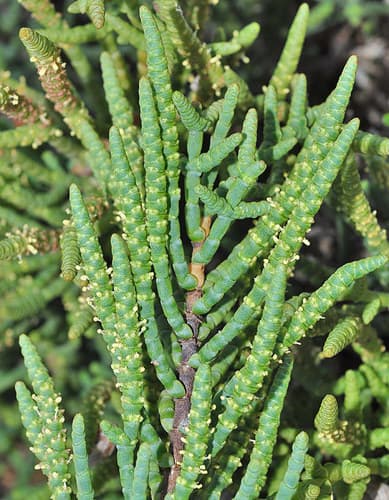 Glaucous Glasswort