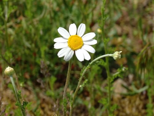 Corn Chamomile
