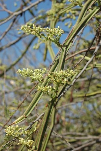 Single-stemmed Wild Grape