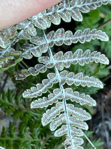 San Diego Silverback Fern