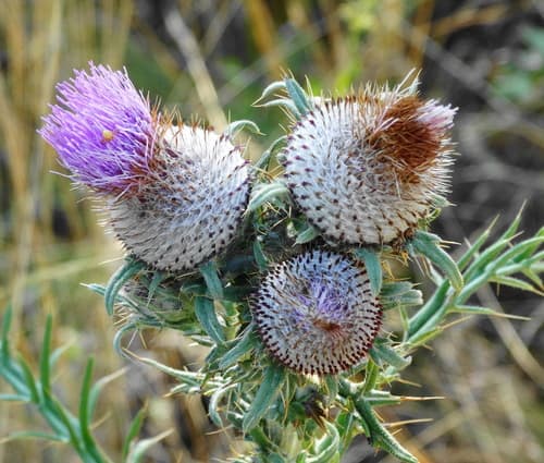 Woolly Thistle